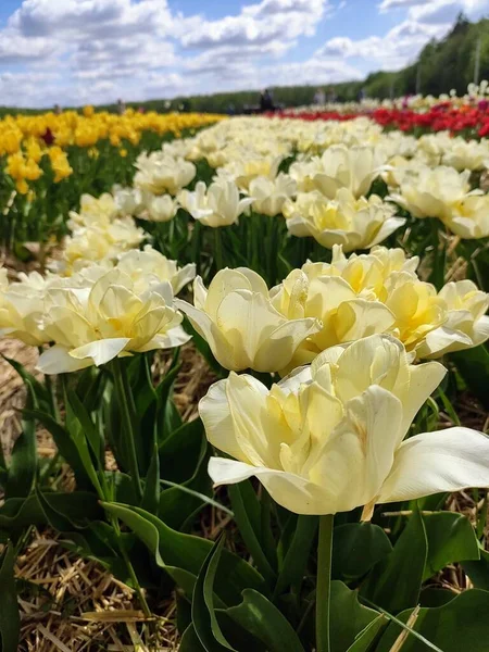 Close View Flower Tulip — Stock Photo, Image