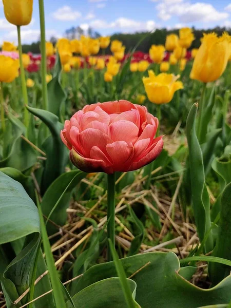 Terry Terracotta Tulip Field Bright Yellow Tulips — Stock Photo, Image