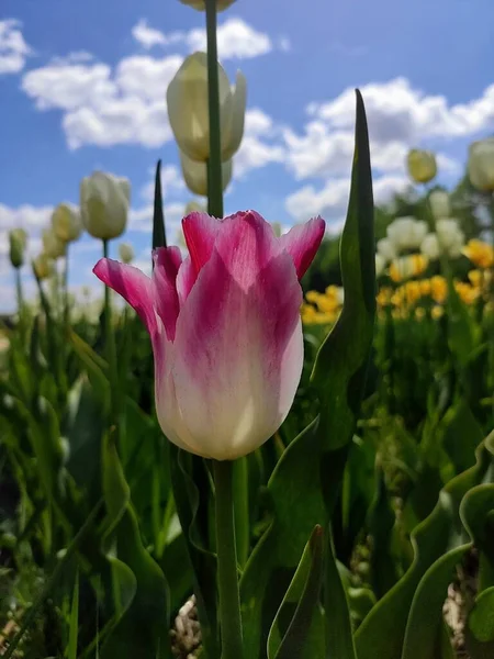 Pink Tulip Field White Tulips — Foto de Stock