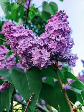 Bahçede çiçek açan bir ağacın güzel leylak çalısı..