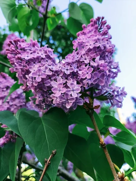 Bahçede çiçek açan bir ağacın güzel leylak çalısı..