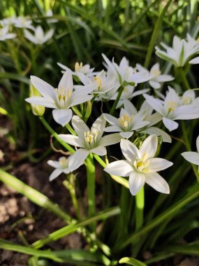 Güneşli bir günde ormanda güzel bir çiçek 