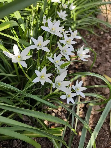 Flores Bonitas Crescendo Jardim — Fotografia de Stock