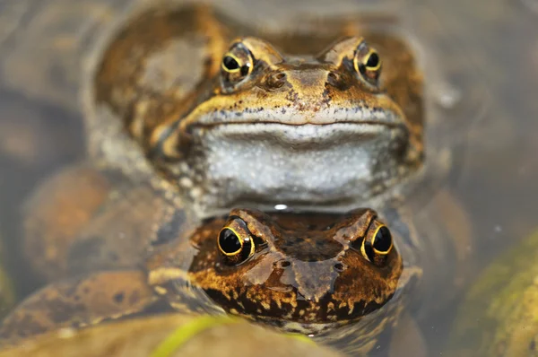 Spring frog — Stock Photo, Image