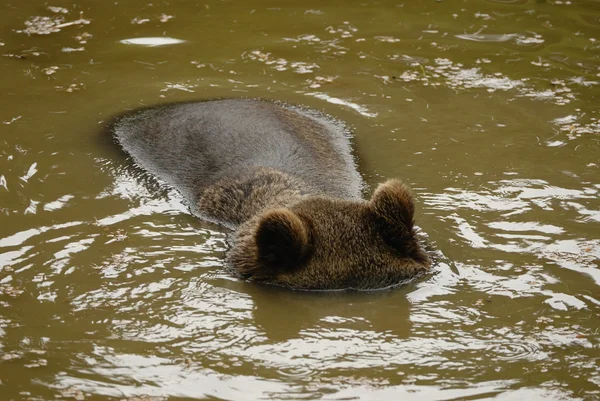 Oso marrón — Foto de Stock