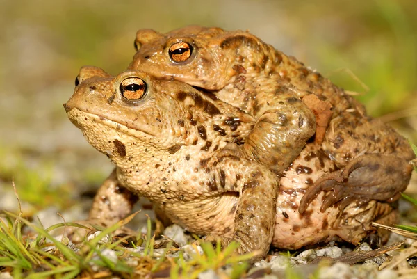 Common toad — Stock Photo, Image