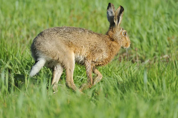 欧洲野兔 — 图库照片