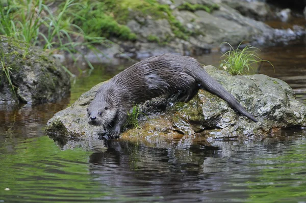 Fischotter — Stockfoto