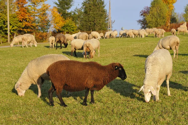 Rebanho de ovinos — Fotografia de Stock