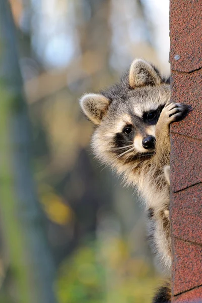 Waschbär — Stockfoto