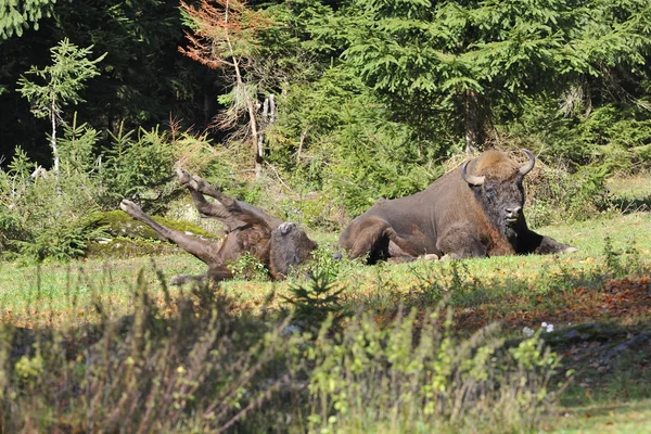 Troupeau européen de bisons — Photo