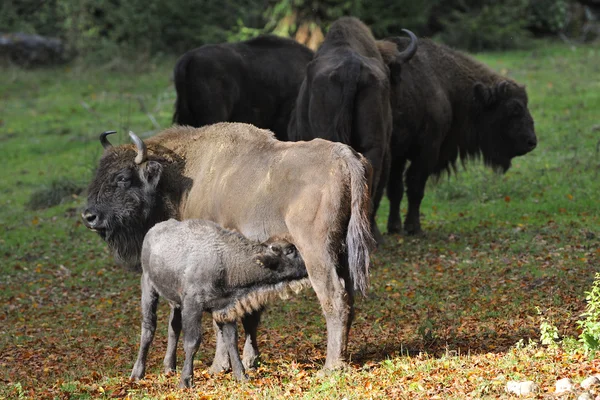 European Bison herd — Stock Photo, Image