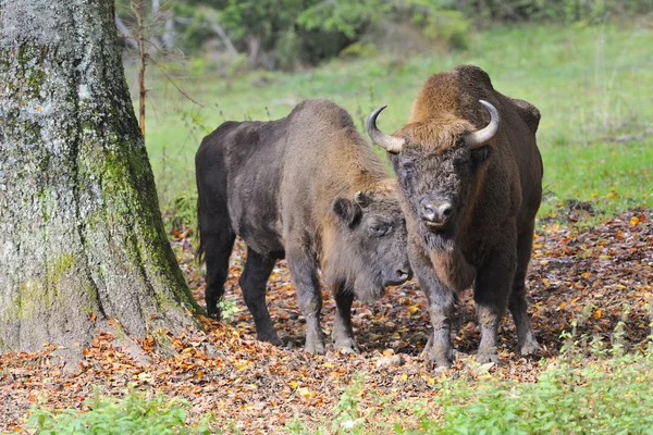 Troupeau européen de bisons — Photo