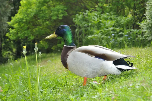 绿头野鸭 — 图库照片