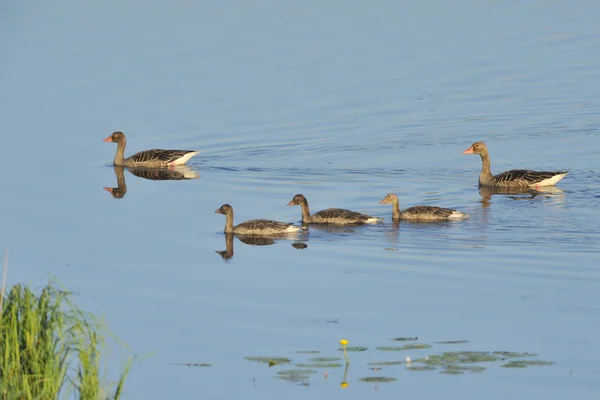 Ganso de Greylag — Foto de Stock