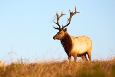 Elk bull clipart