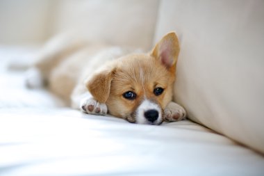 Corgi puppy clipart