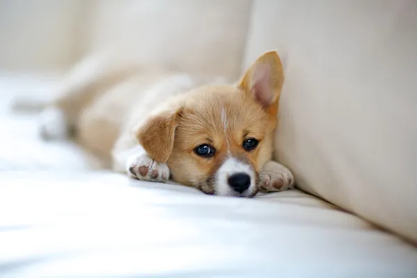 Corgi puppy — Stock Photo, Image