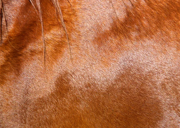 Pelle di cavallo, colore castano, primo piano — Foto Stock
