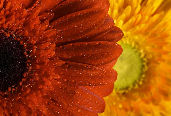 Gerbera blomma — Stockfoto