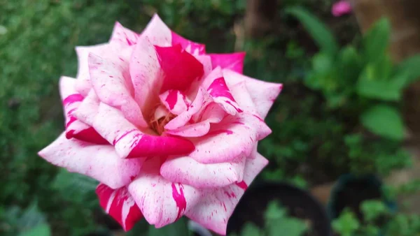 Uma Rosa Vermelha Branca Flor — Fotografia de Stock