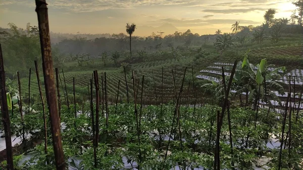 Kırsalda genç bir acı biber bahçesi