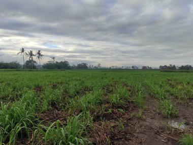 Köydeki yeşilliklerle dolu kırsal bölgede bulutlu bir atmosfer.