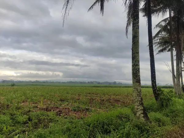 Suasana Mendung Pedesaan Penuh Tanaman Hijau Desa — Stok Foto