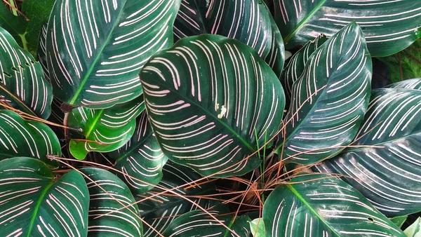 Green Leaf Texture City Park — Stock Photo, Image