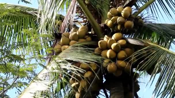 Muchos Cocos Amarillos Los Árboles Jardín — Vídeo de stock