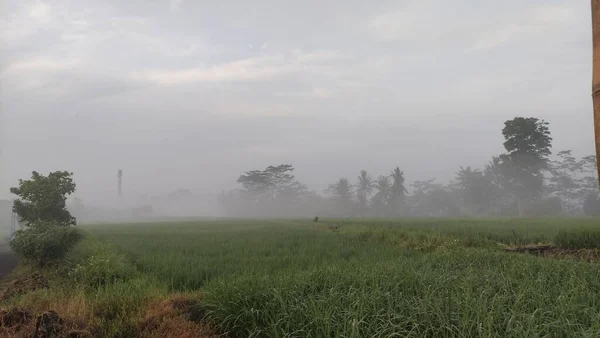 Attemps Matin Dans Domaine Rice Reste Pays — Photo