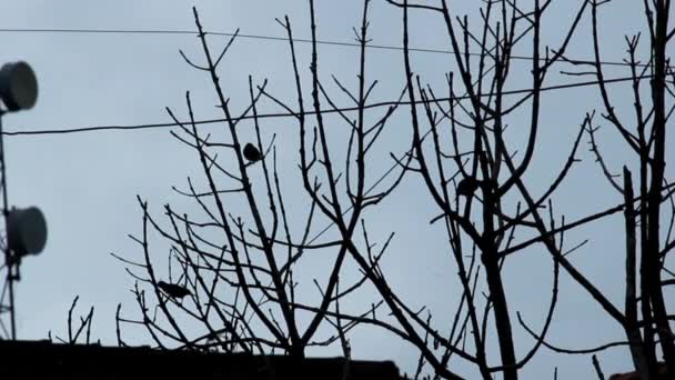 Silhouette Sparrows Afternoon — Stockvideo