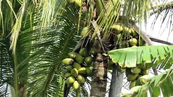 Green Coconuts Still Tree — Vídeo de Stock