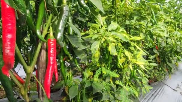 Red Chilies Ready Harvested Rural Valley — Stockvideo