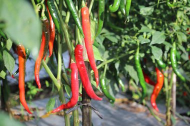red chilies that are starting to be harvested to be sold in the market and used for food seasoning