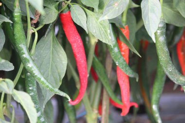 red chilies that are starting to be harvested to be sold in the market and used for food seasoning