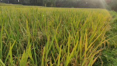The morning atmosphere in the yellow rice fields can start to be harvested