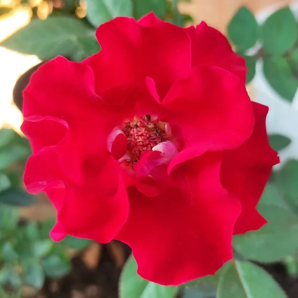 Rosa Rossa Fiore Vettore Illustrazione Adatto Sfondo Carta Parati — Vettoriale Stock