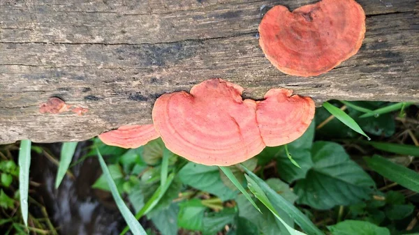 Wild Red Fungus Attached Wood Host — Stockfoto