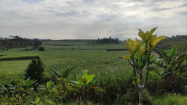 Atmosphere Sugarcane Garden Seen Beautiful Hill Full Greenery — Stok Foto