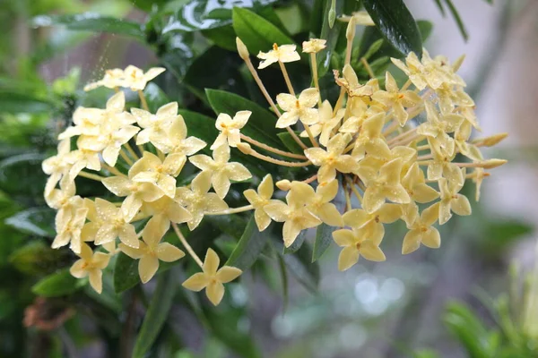 Nahaufnahme Von Ashoka Saraca Asoca Blume Gelber Farbe — Stockfoto