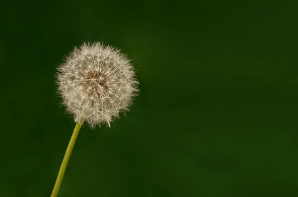 karahindiba blowball