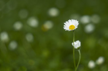 Daisy in grass clipart