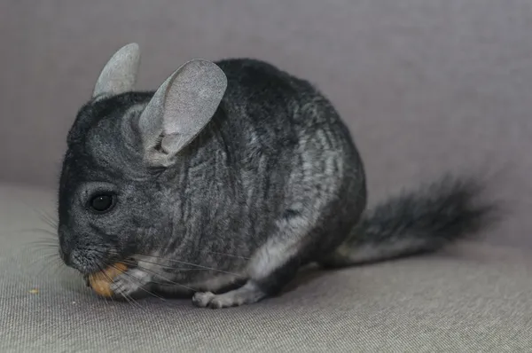 Chinchilla Stockfoto