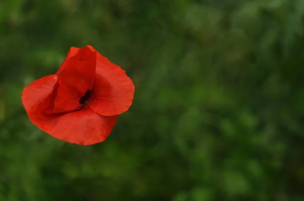 Red Poppy — Stock Photo, Image