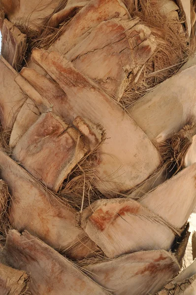 hurma ağacının kabuğu