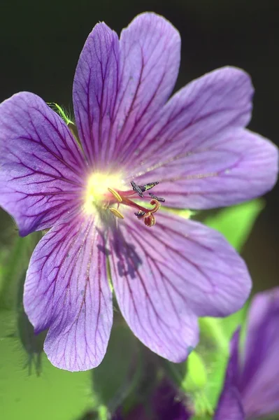 Flor de campo — Fotografia de Stock