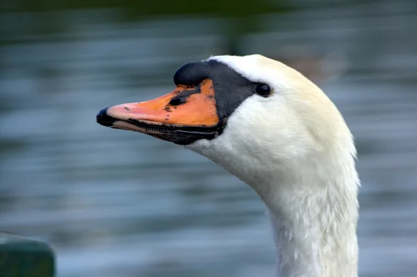 Proud bird — Stock Photo, Image