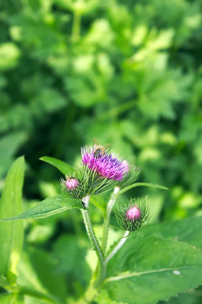 Flower but bee on it — Stock Photo, Image