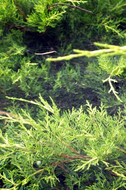 Örümceğin ağ bitkiler üzerinde